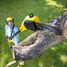 Trusted Paloma Creek South, TX Tree Removal and Landscaping Services Experts